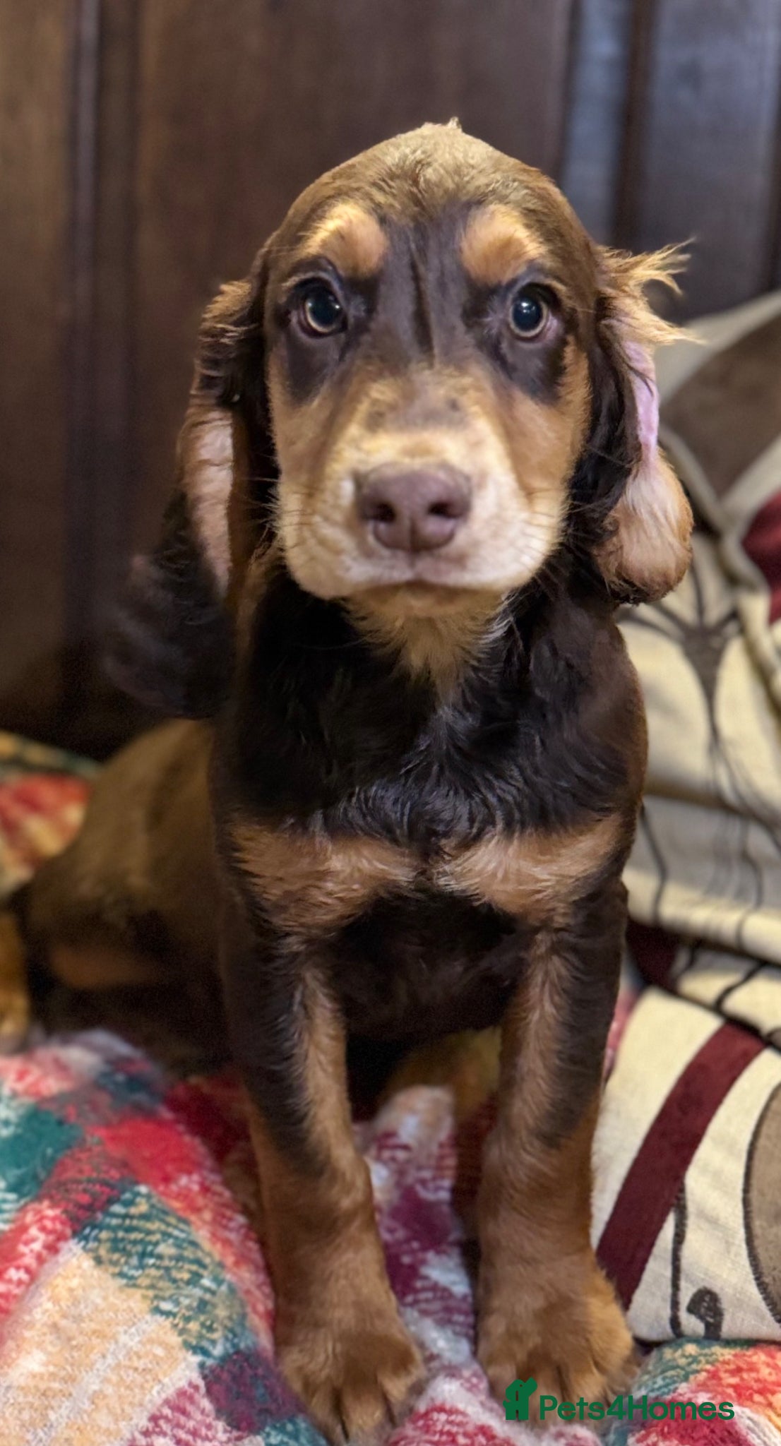 Sprocker dogs Stunning rare Sable girl :DNA clear parents - Advert 2