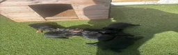 Patterdale Terrier dogs for sale: 🔥🔥ROSIE & BOBS LITTER🔥🔥 in Liverpool - Advert 12