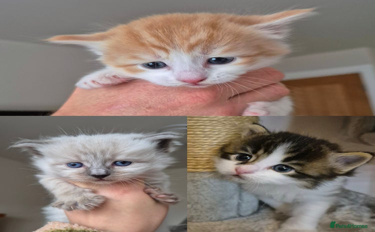 Mixed Breed cats - Advert 2