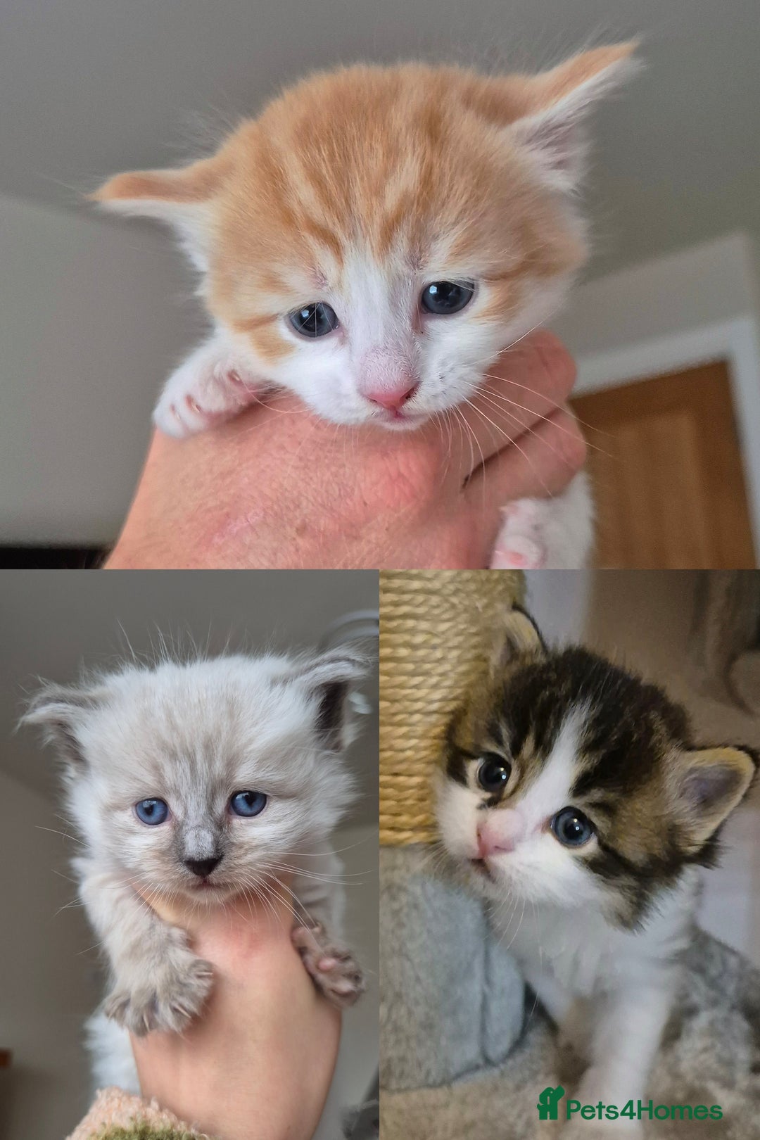 Mixed Breed cats for sale: Ragdoll × Siberian Neva Masquerade Kittens - Image 1