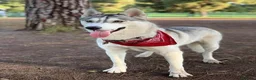 Siberian Husky dogs for sale: Beautiful Siberian Husky Puppies for Loving Homes - Advert 2