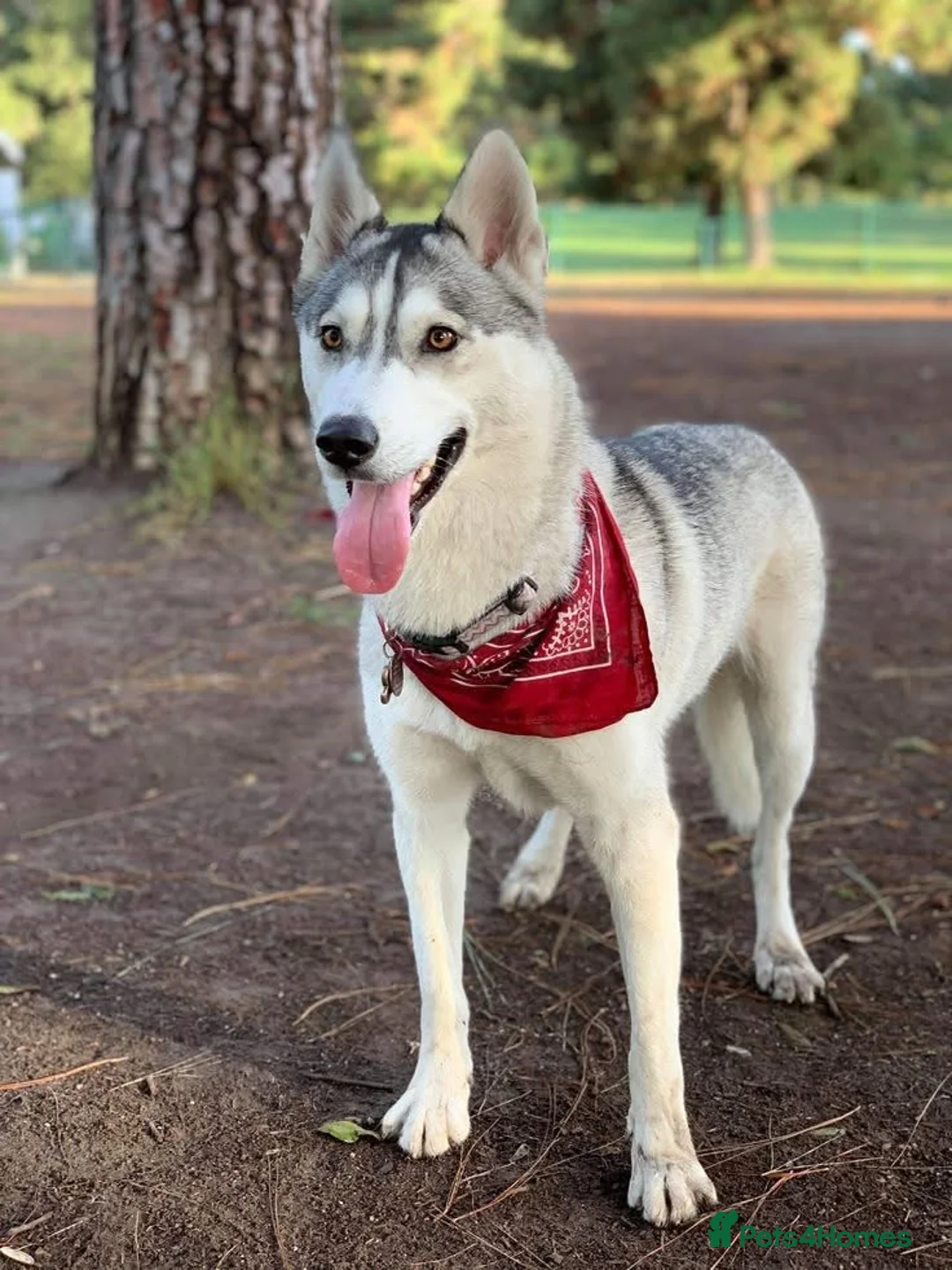 Siberian Husky dogs for sale: Beautiful Siberian Husky Puppies for Loving Homes - Advert 2