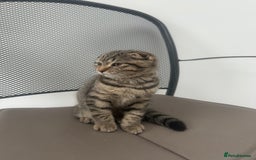 British Shorthair cats for sale: 🐾 Scottish Fold Kittens for Sale 🐾  - Image 5