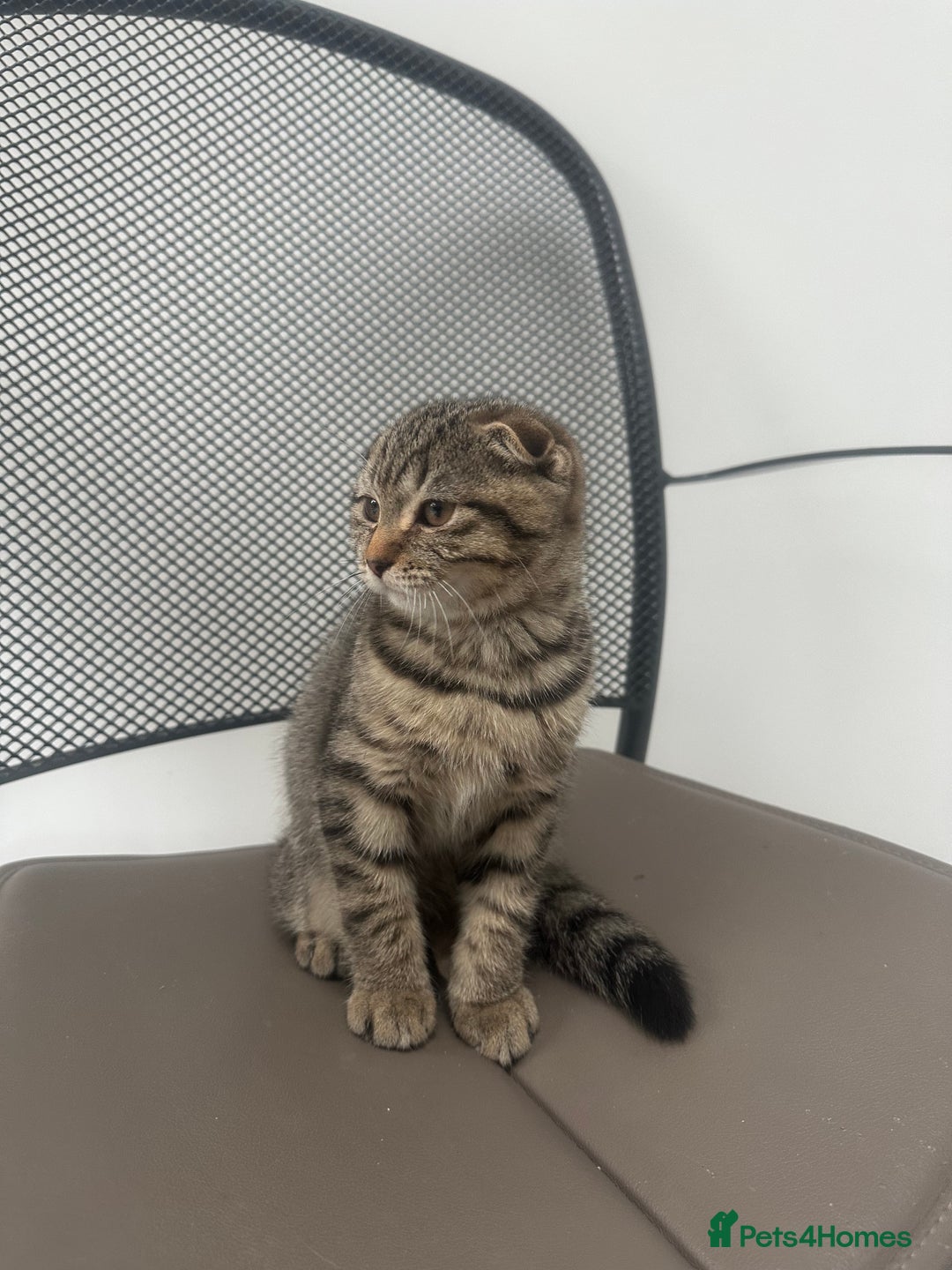 British Shorthair cats for sale: 🐾 Scottish Fold Kittens for Sale 🐾  - Image 5