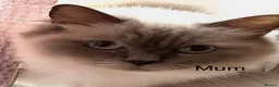 Ragdoll cats for sale: Chocolate Sealpoint Ragdolls £475 - Advert 7