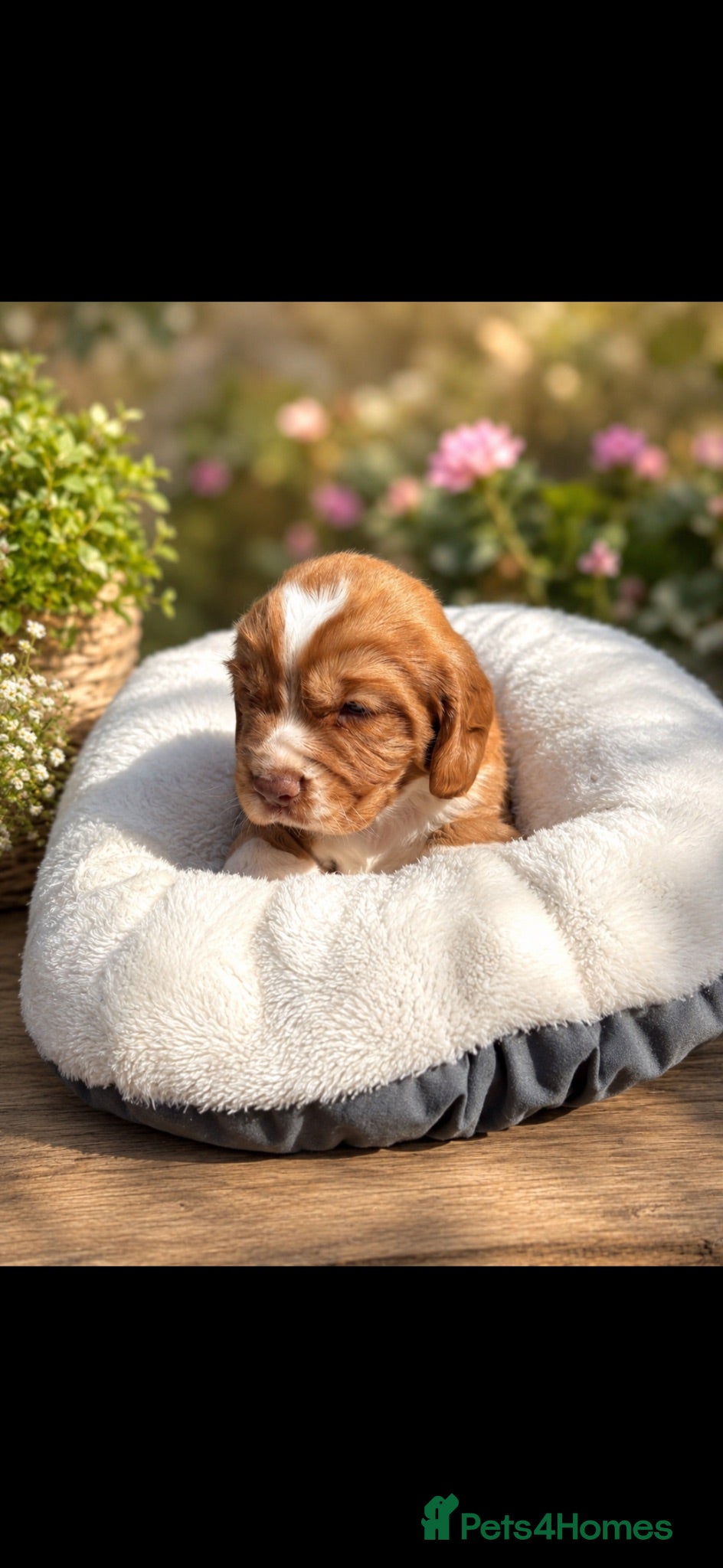 Cocker Spaniel dogs Working cocker spaniel 1 boy 1 girl  - Advert 9