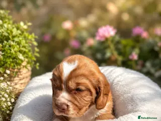 Cocker Spaniel dogs Working cocker spaniel 1 boy 1 girl - Advert 9