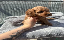 Mixed Breed dogs for sale: 3 Puppies Available Cavapoo / Cockapoo puppies  - Image 6