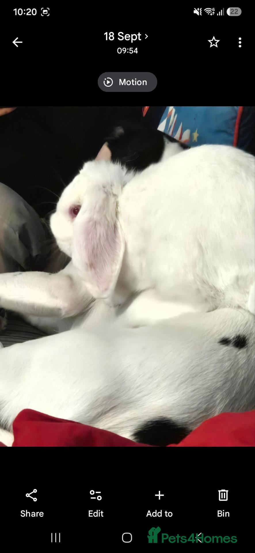 Mini Lop rabbits 5 and a half month old white buck - Advert 1