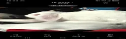 Mini Lop rabbits for sale: 5 and a half month old white buck - Advert 1
