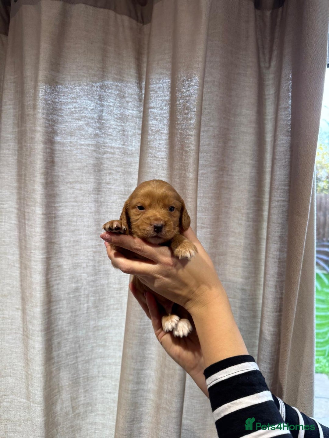 Cocker Spaniel dogs for sale: Golden working Cocker spaniels - Advert 11