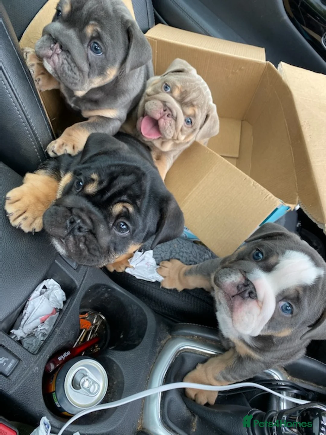 English Bulldog dogs for stud: English Bulldog Stud – Exceptional Temperament - Advert 10