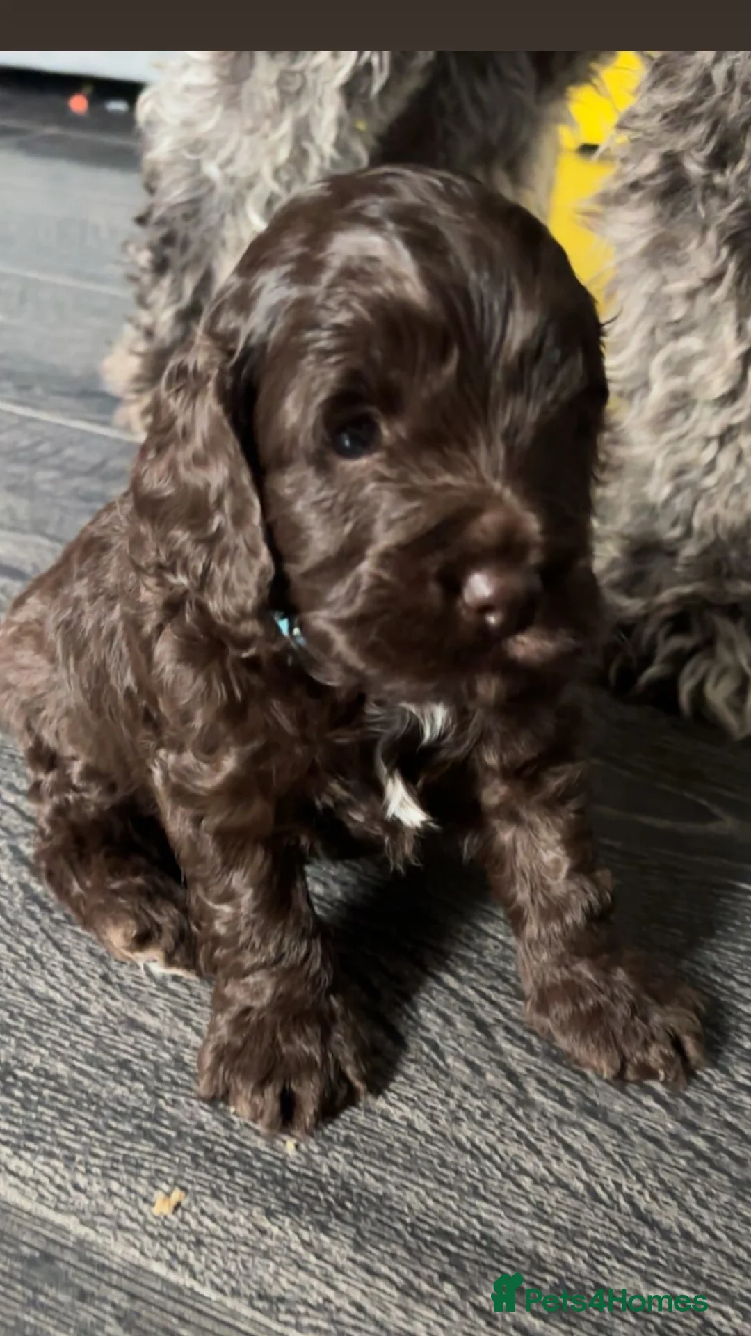 Cockapoo dogs for sale: Cockapoo puppies for sale  - Advert 2