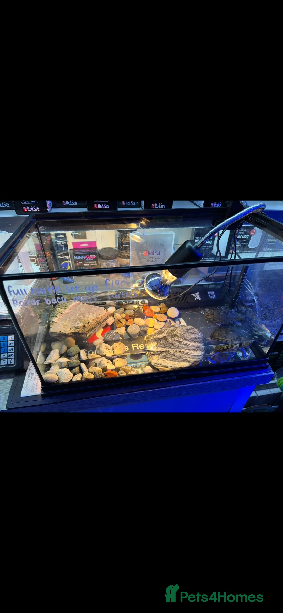 Turtle reptiles for sale: Razor back musk turtles  - Advert 3