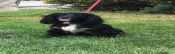 Cocker Spaniel dogs for sale: Gorgeous little working cocker spaniel girl - Advert 5