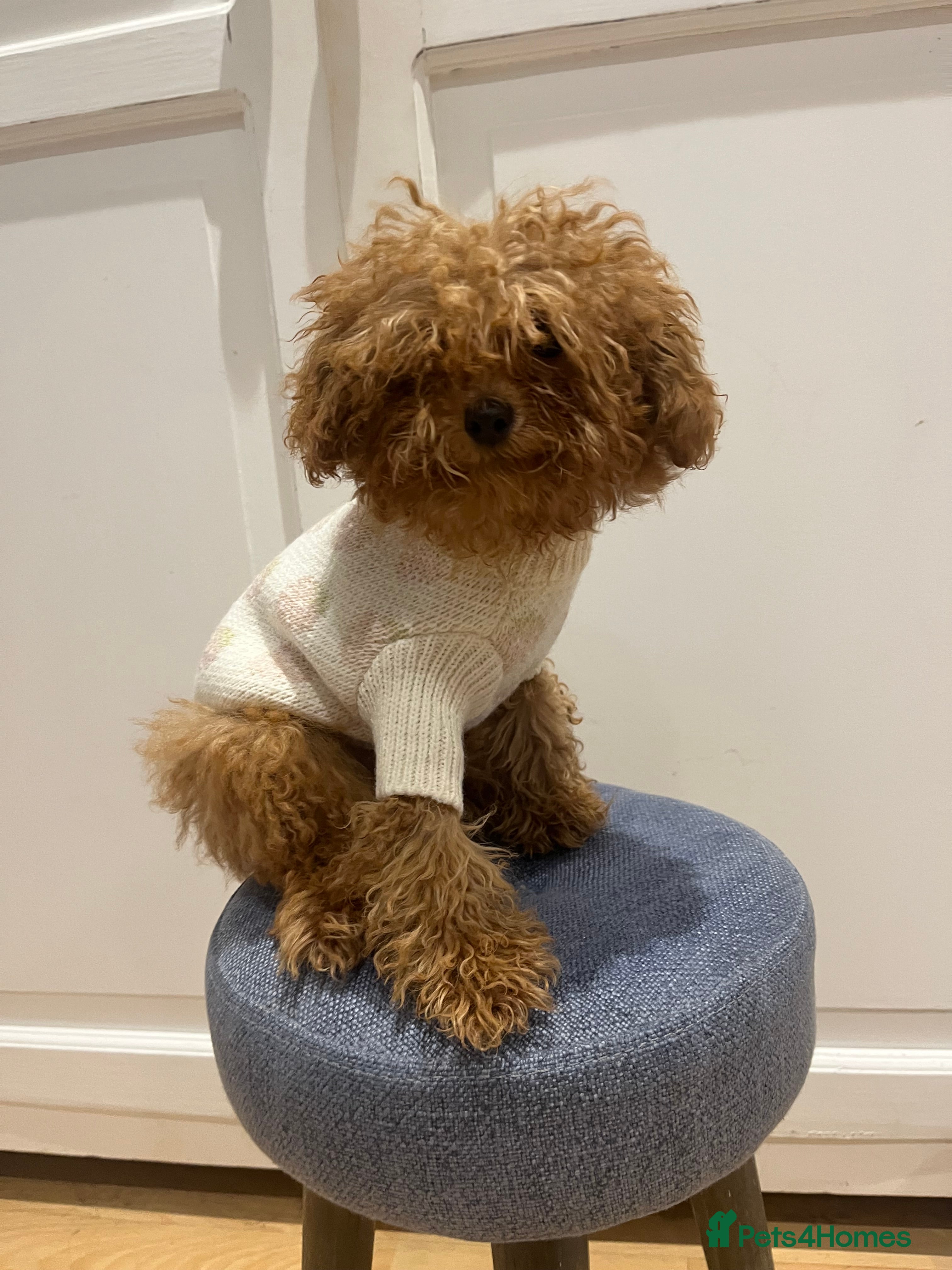 Toy Poodle dogs 🧸Beautiful red toy/asian poodle puppies 🧸  - Advert 7