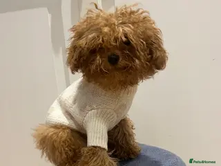 Toy Poodle dogs 🧸Beautiful red toy/asian poodle puppies 🧸 - Advert 7