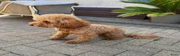 Miniature Poodle dogs for stud: Proven Pedigree Miniature Poodle Stud  - Advert 4