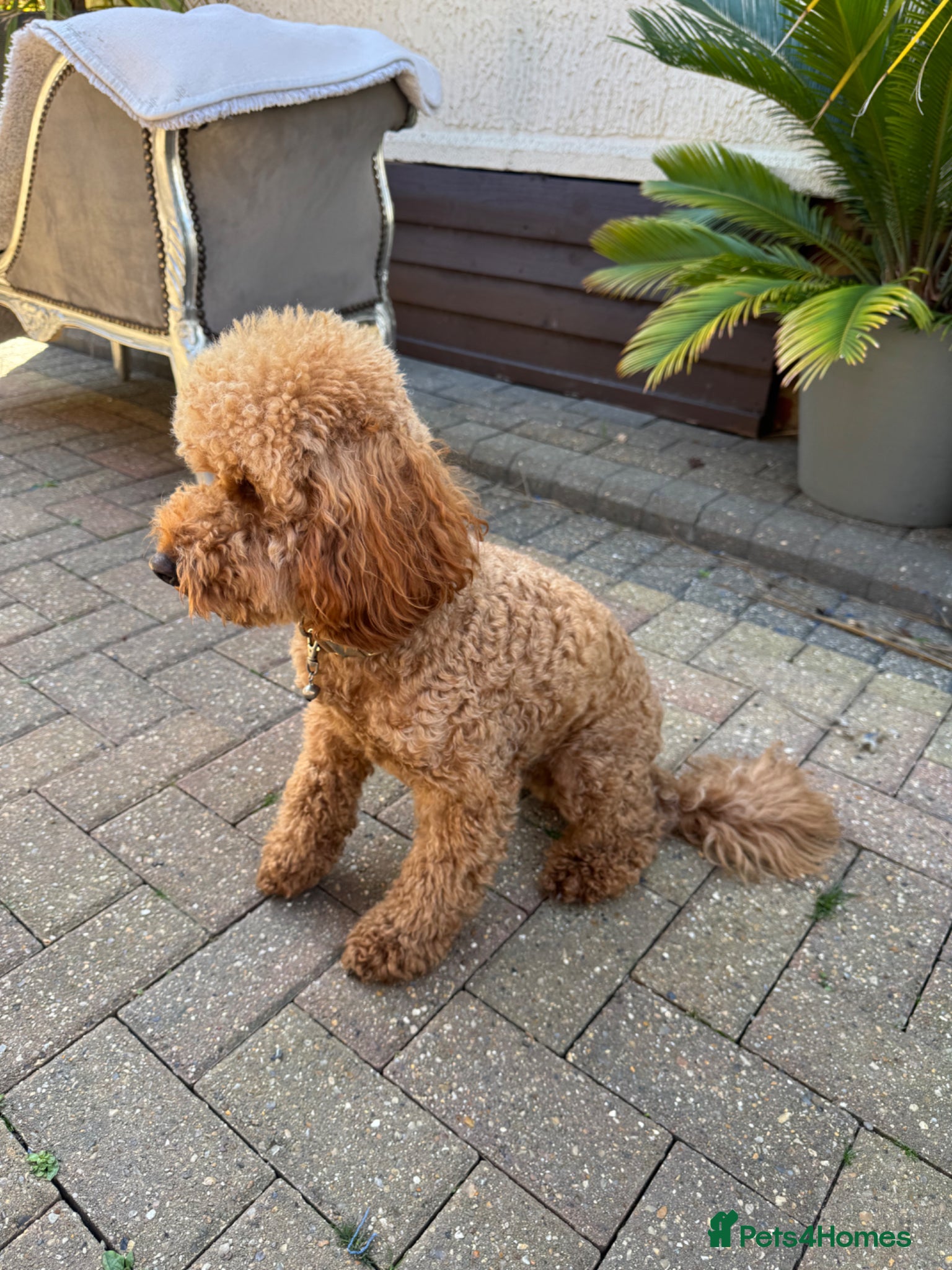 Miniature Poodle dogs for stud: Proven Pedigree Miniature Poodle Stud  - Advert 2
