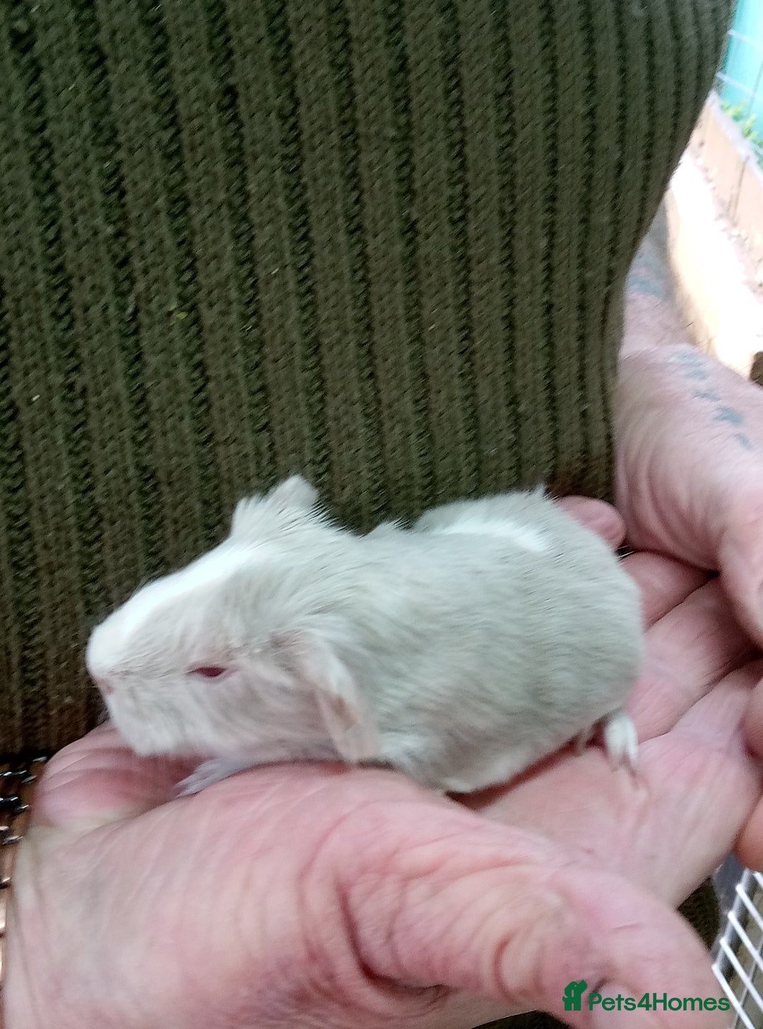 Guinea Pig rodents for sale: Long coated Sheltie male babies - Advert 3