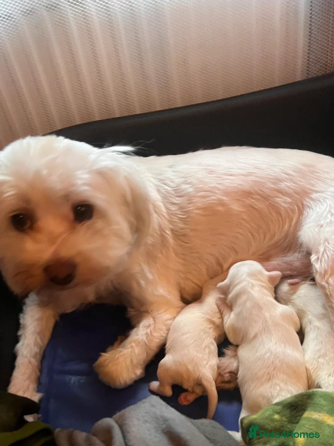 Malshi dogs for sale: Malshi Pups - Advert 13
