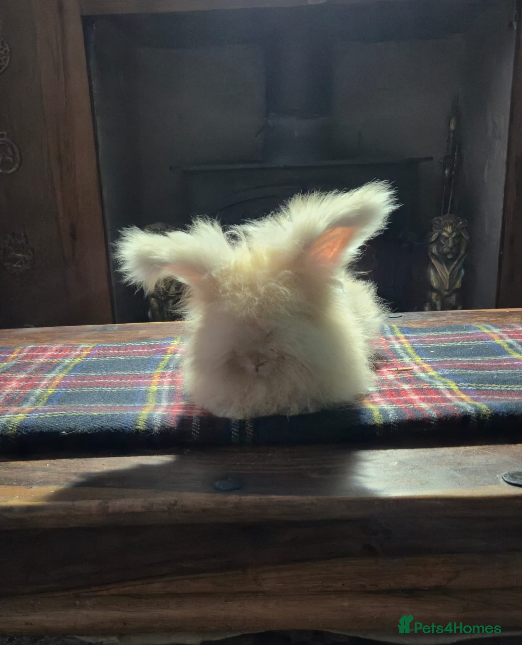 Angora rabbits Gorgeous Angora Rabbits, Pure Bred Full Faced. - Advert 5