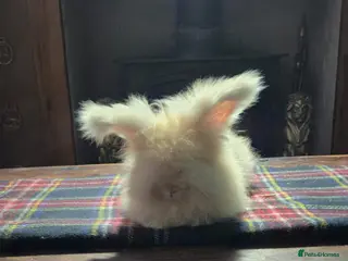 Angora rabbits Gorgeous Angora Rabbits, Pure Bred Full Faced. - Advert 5