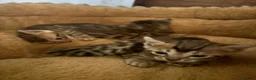 Bengal cats for sale: Pedigreed/registered bengal kittens - Advert 8