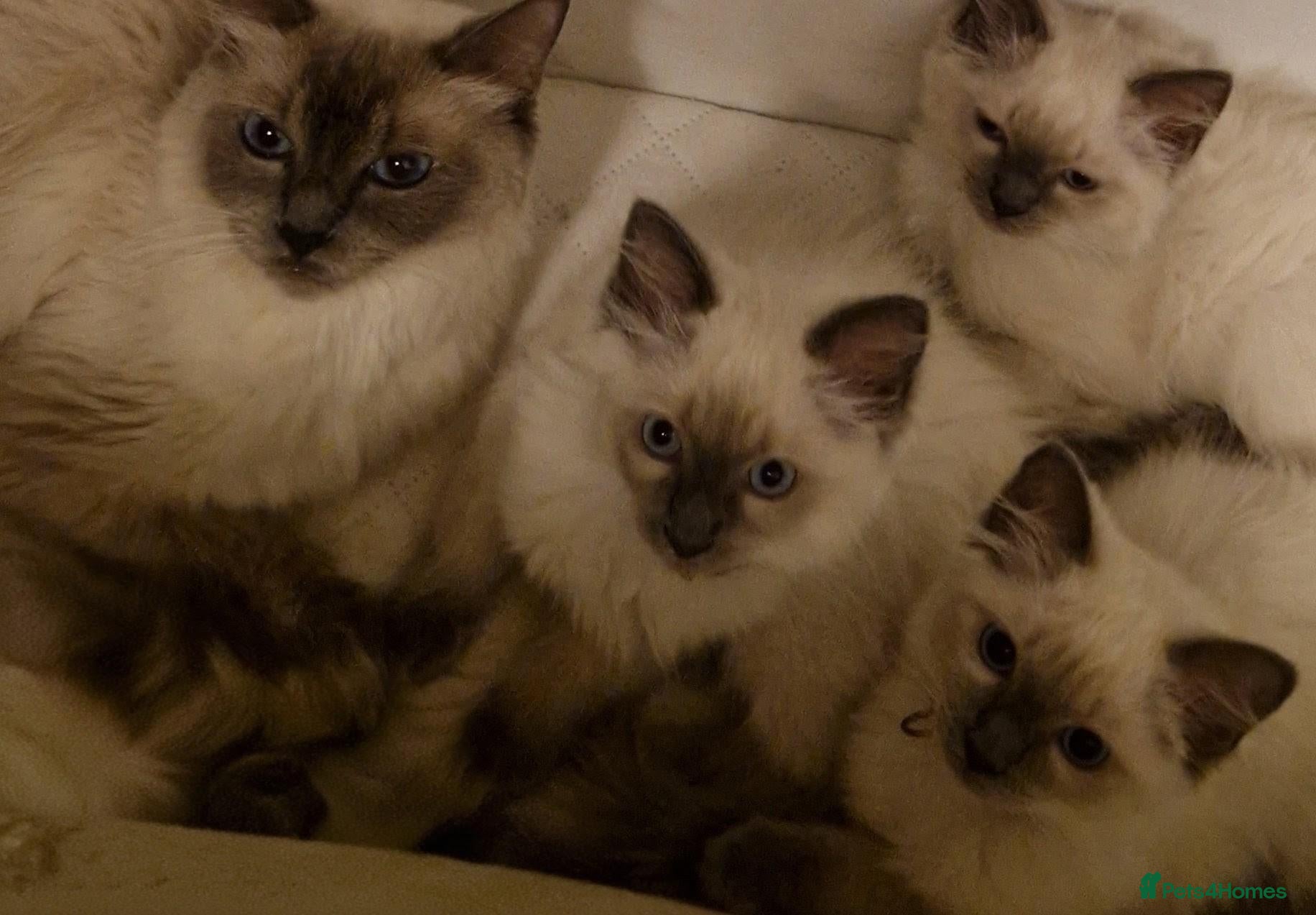 Ragdoll cats 😻 Ragdoll Kitten 😻 - Advert 1