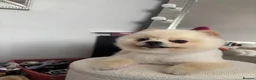 Pomeranian dogs for stud: Stud available  in Liverpool - Advert 2