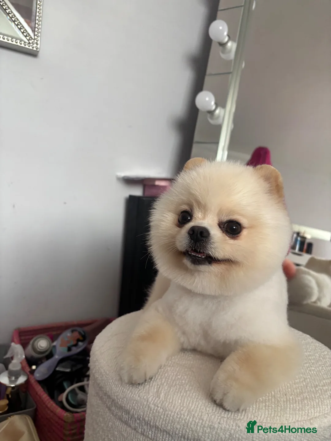 Pomeranian dogs for stud: Stud available  in Liverpool - Advert 2