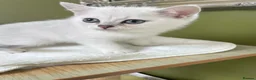 British Shorthair cats for sale: BSH Silver/Black Tipped Boys GCCF Registered  - Advert 14