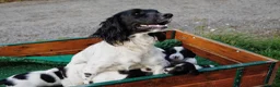 English Springer Spaniel dogs for sale: Working Springer Spaniel Puppies  - Advert 23