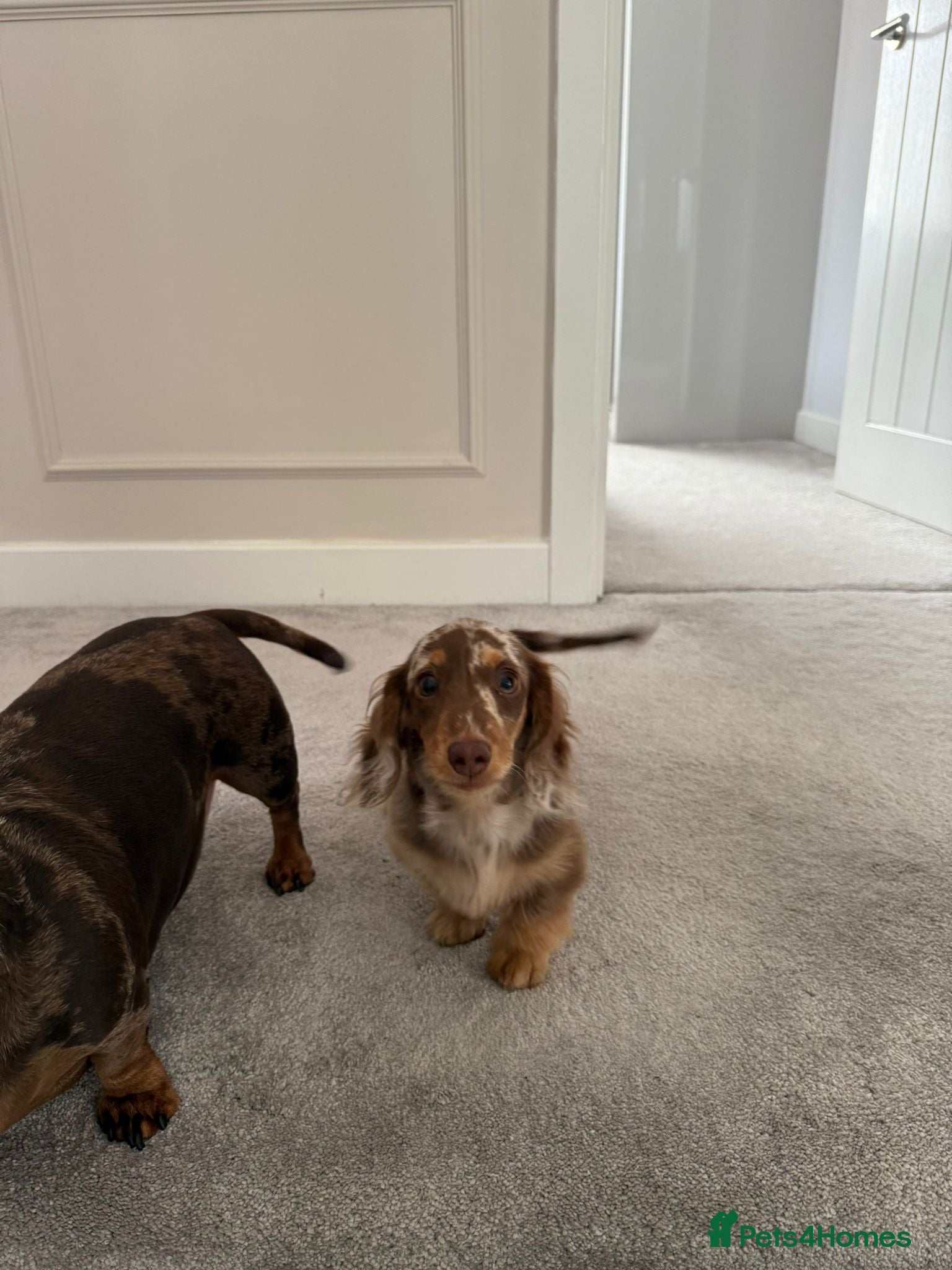 Miniature Dachshund dogs Miniature smooth haired dachshund  - Advert 1