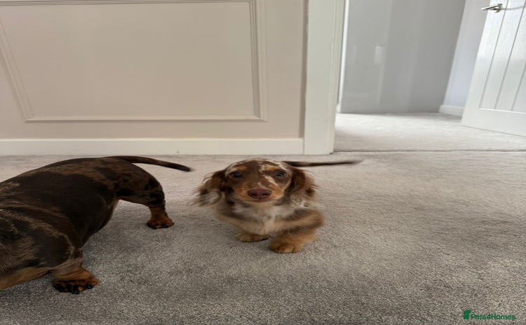 Miniature Dachshund dogs - Advert 9