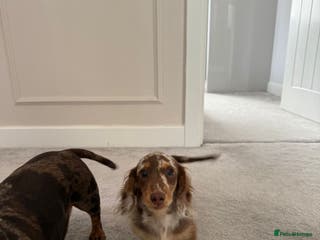 Miniature Dachshund dogs Miniature smooth haired dachshund - Advert 1