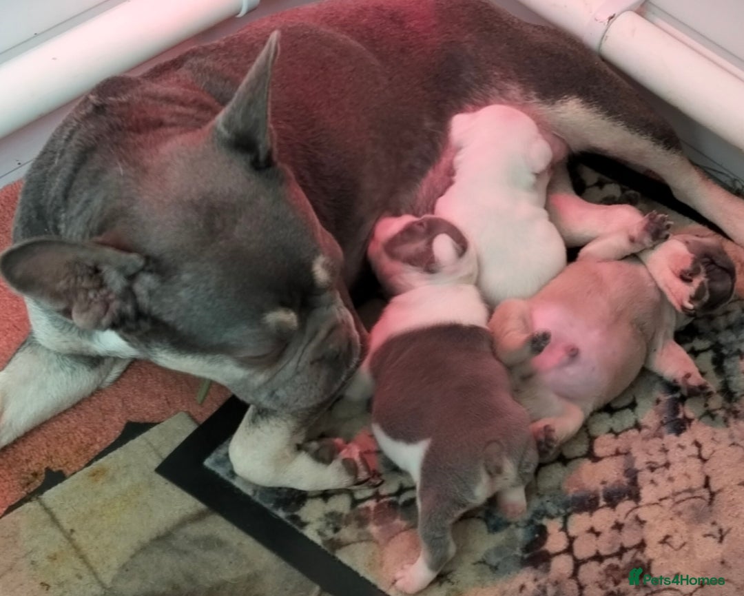 French Bulldog dogs for sale: French Bulldog Puppies For Sale  - Advert 3