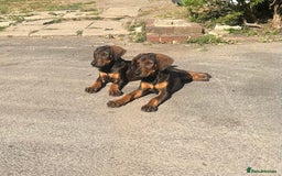 Mixed Breed dogs for sale: *ONLY 2 LEFT* Stunning Doberman/Shepheard PUPPIES - Image 1