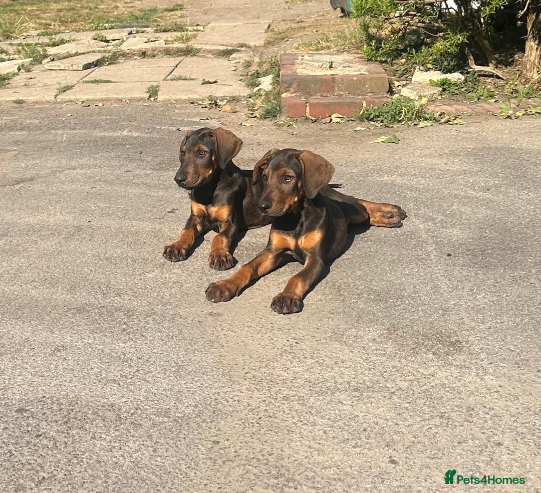 Mixed Breed dogs for sale: *ONLY 2 LEFT* Stunning Doberman/Shepheard PUPPIES - Image 1