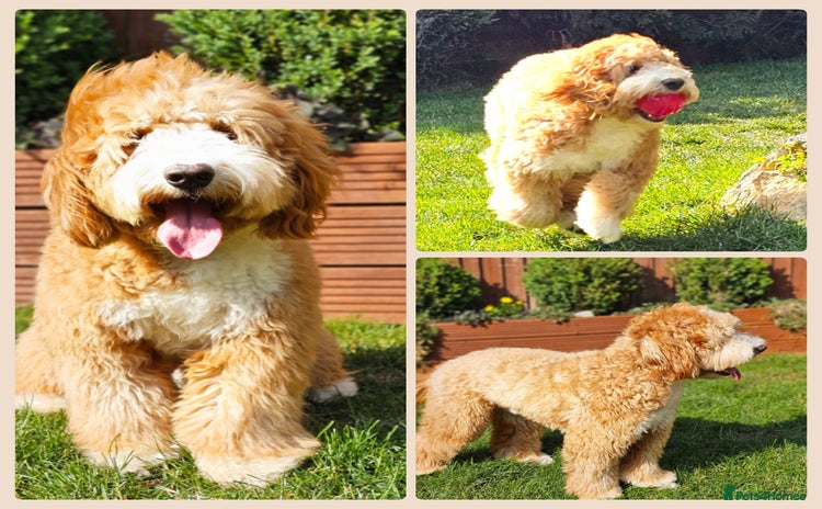 Australian Labradoodle dogs - Advert 4