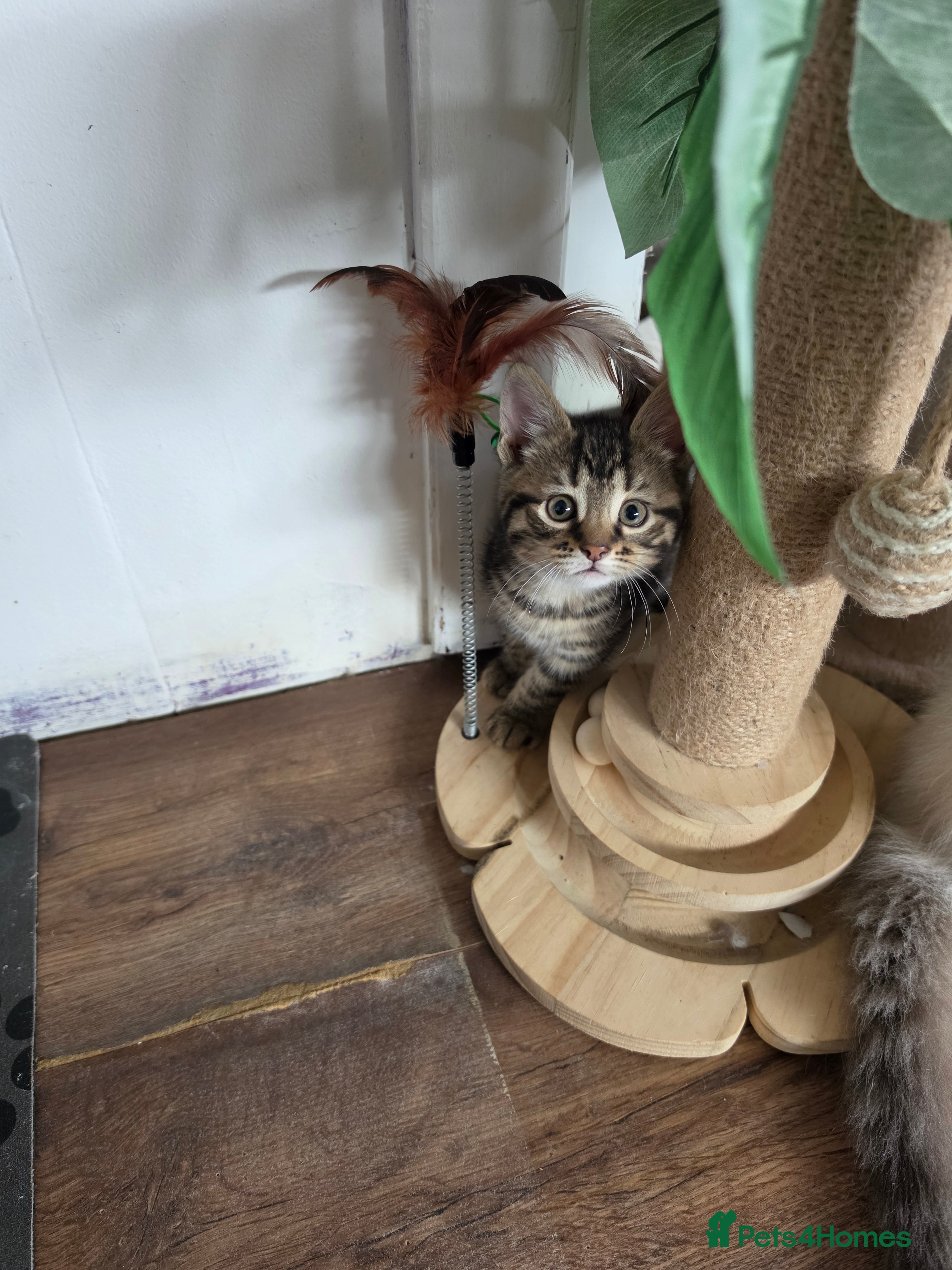 Mixed Breed Kitten 3