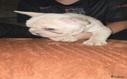 French Bulldog dogs for sale: Beautiful French Bulldog litter  - Image 4