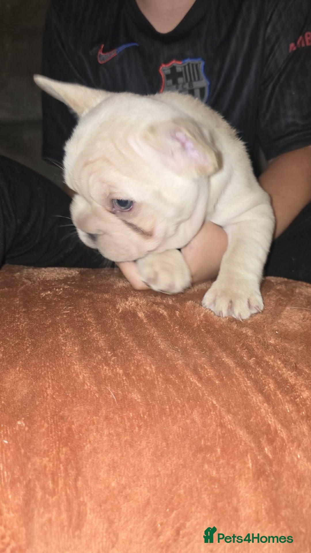French Bulldog dogs for sale: Beautiful French Bulldog litter  - Image 4