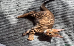 Bengal cats for sale: ✨Full Breed Bengal girl✨ - Image 3
