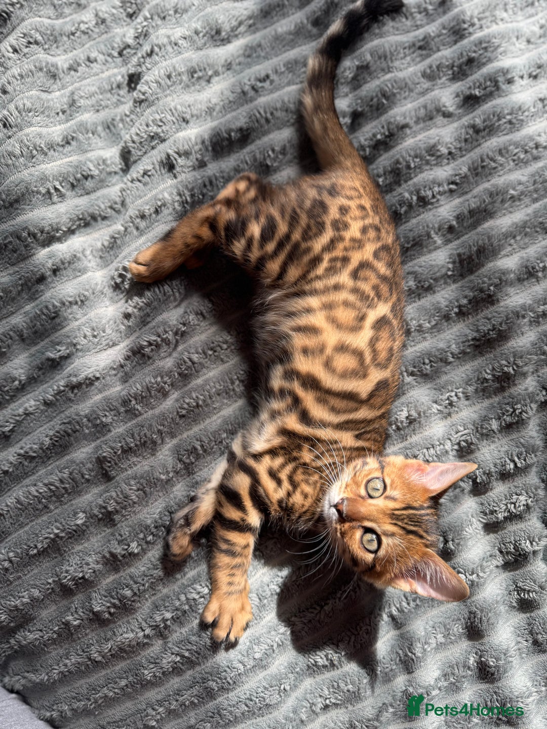 Bengal cats for sale: ✨Full Breed Bengal girl✨ - Image 3