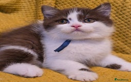 British Shorthair cats for sale: Pedigree, British Shorthair, TICA reg kittens - Image 25