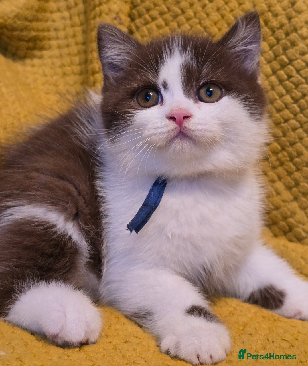 British Shorthair cats for sale: Pedigree, British Shorthair, TICA reg kittens - Image 25