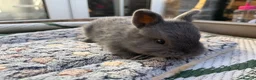 Mixed Breed rabbits for sale: Holicer Rabbits - Advert 3