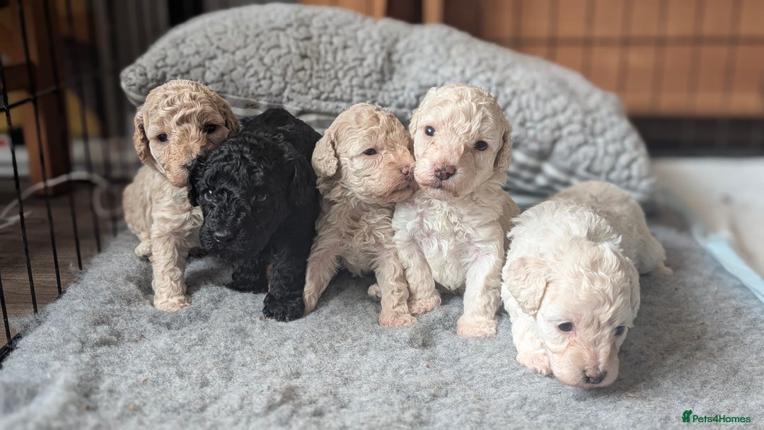Toy Poodle dogs for sale: Toy poodles Genetic health tested  - Image 12