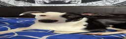 Border Collie dogs for sale: Male border collie last one left in Immingham - Advert 3